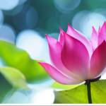 Vương Thị Huyền Trân profile picture