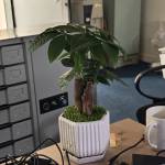 Nguyễn Hoàng Profile Picture